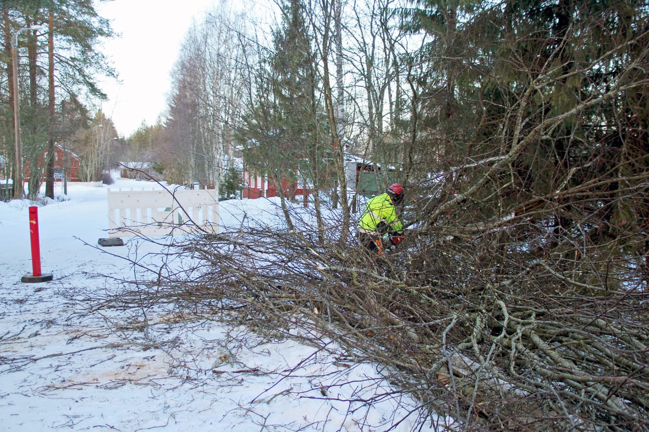 Teknisen toimen työntekijät kaatoivat tien päälle kurottavia pihlajia Ruukin Vanhatieltä.