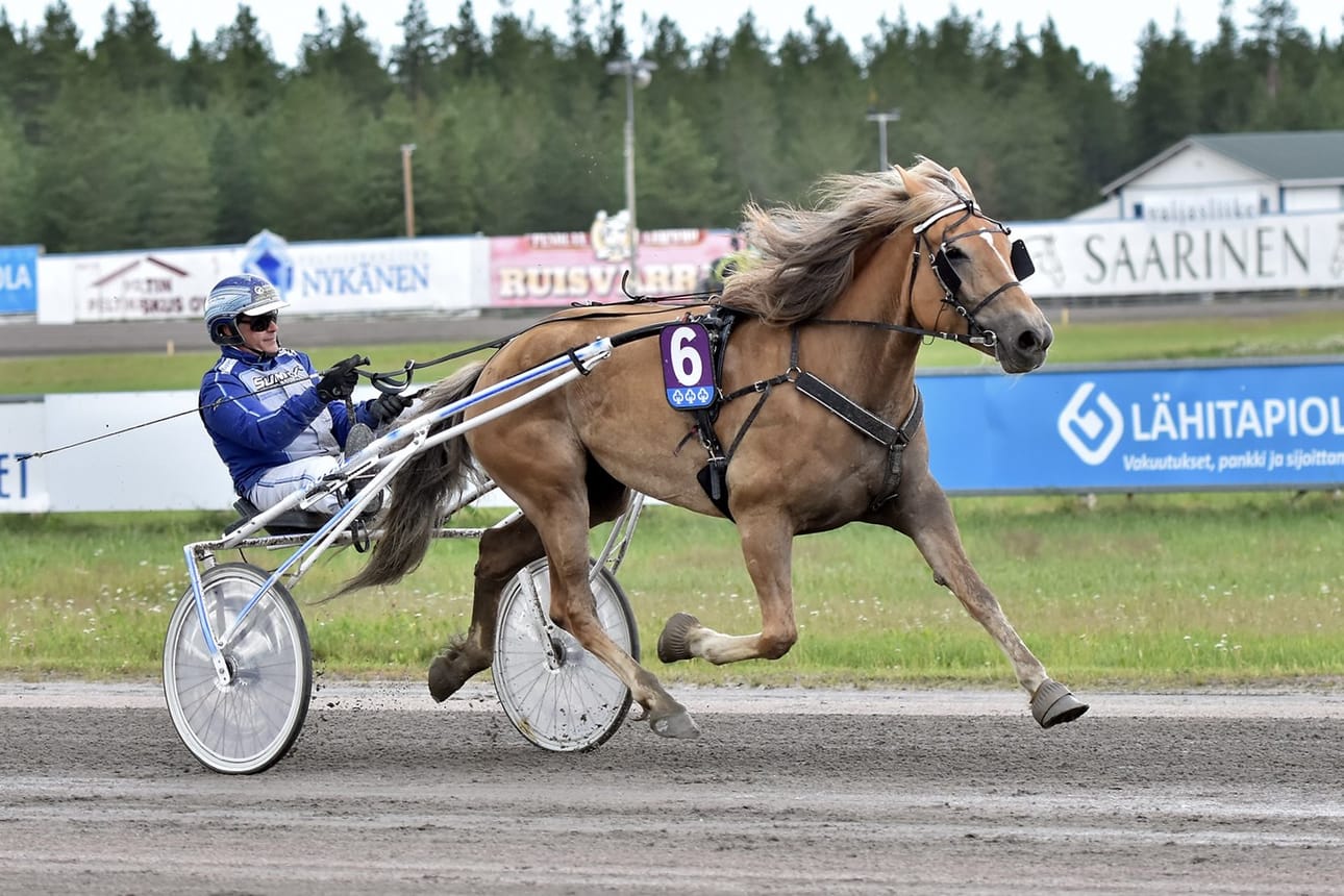 Hallitseva ravikuningatar Lumi-Oosa on varttunut Perämeren rannikoilla. Samoja vähäsuolaisen meren kuohuja katselee toinenkin tammahuippu, Simon sähikäinen Passin Liinu. Kuvassa tamma on matkalla Jarmo Saarelan ohjastamana kohti Kaustisen Toto75-arvovoittoa.