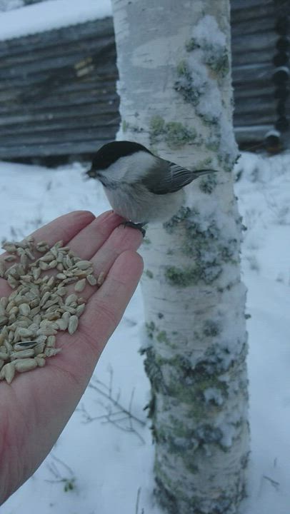 Kesy pikku kaveri, joka osaa laskea ainakin kahteen