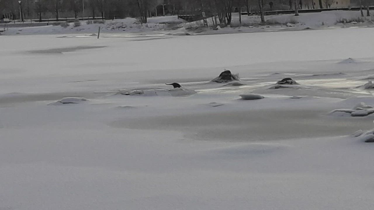 Saukko Pikisaaren rannassa