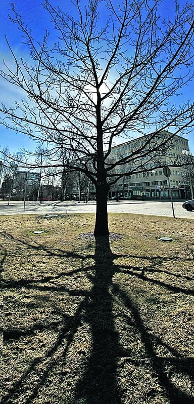 Jalopuiden rungot ja muodokkaat oksistot koristavat kaupunkikuvaa lehdettömään aikaan. Kuvan tammi muutti kaadetun poppelin paikalle kaupungintalon eteen Lyötynpuistosta.
