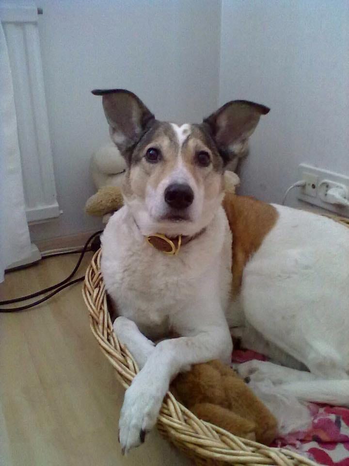 Minni-koira on taitava ovien avaaja. Vuorokauden mittainen seikkailu talvisessa Kuusamossa päättyi onnellisesti.