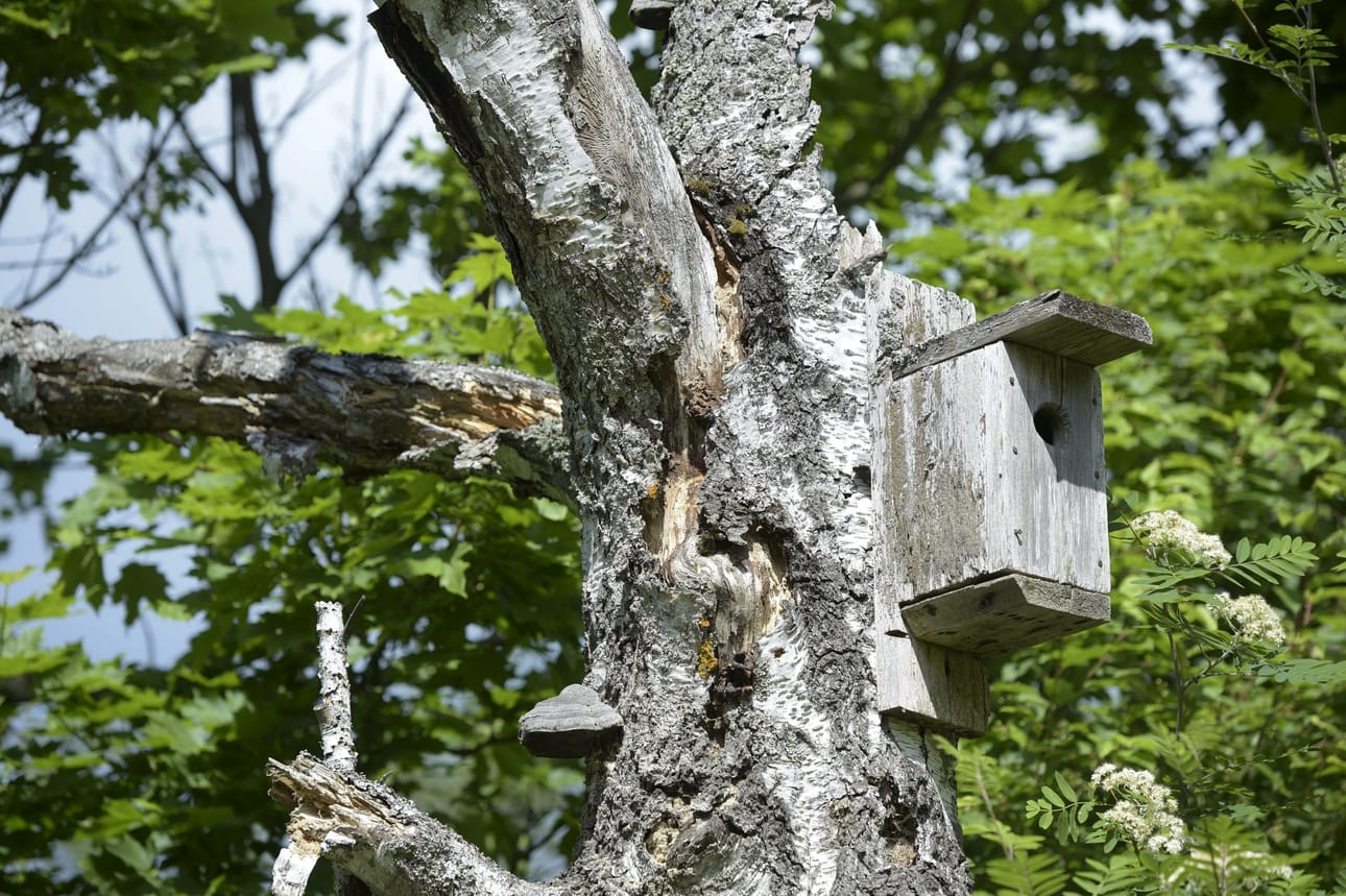 BirdLife Suomen Pönttöbongaus järjestetään tänä viikonloppuna. LEHTIKUVA / Martti Kainulainen