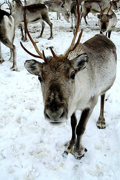 Poron kääntöpiiri luovutetaan Ylikiimingiltä Oululle vuodenvaihteessa.