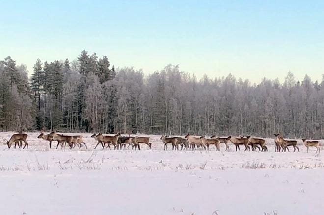 Ylihärmäläinen Risto Laakso oli kuvannut metsäpeuroja Viinikassa.
