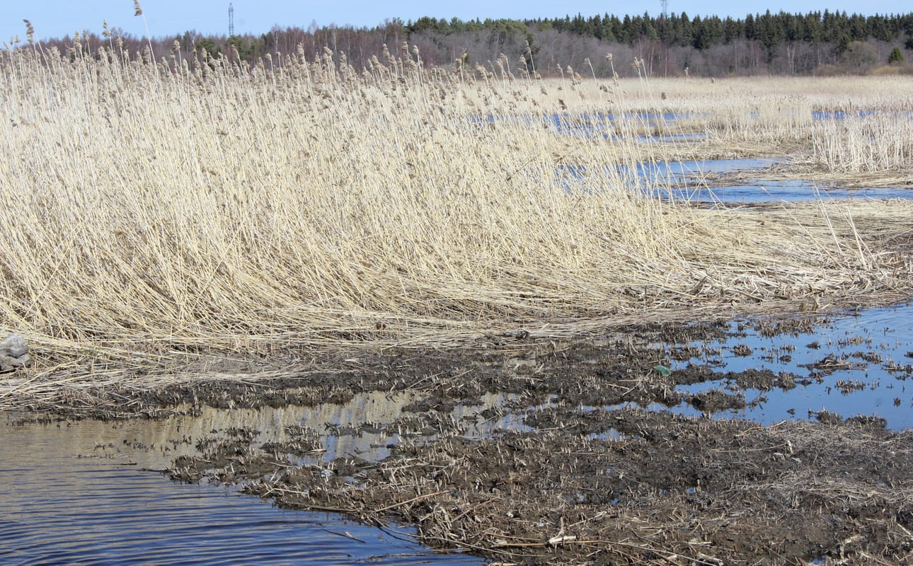 Paakkuinen liete tukkii Pohjoislahtea.