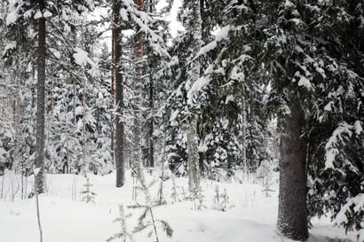 Luonnonperintösäätiö sai Raahesta lahjaksi metsää – Säätiölle on tulossa lisää suojelualueita Pohjois-Pohjanmaalle lähiaikoina