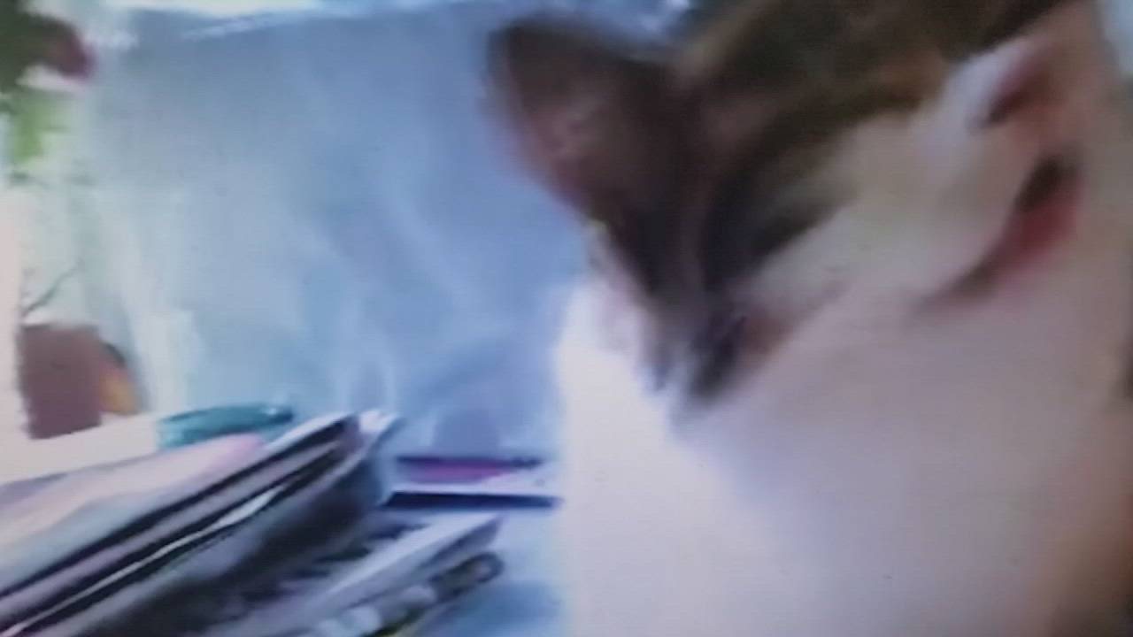 Kissakilpailu: Pörrillä on syysflunssa