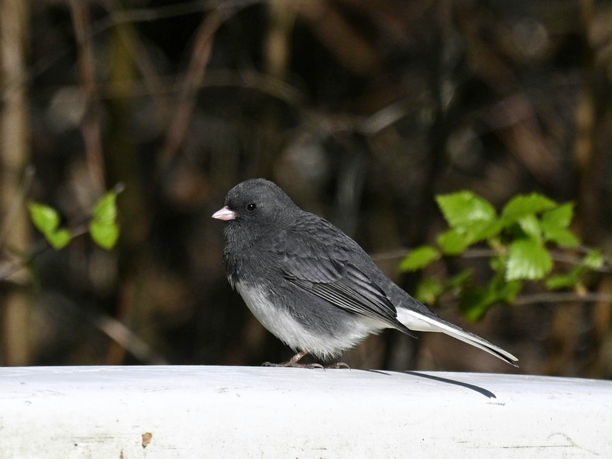 Suomessa on havaittu kaksi uutta lintulajia, kertoo BirdLife Suomi