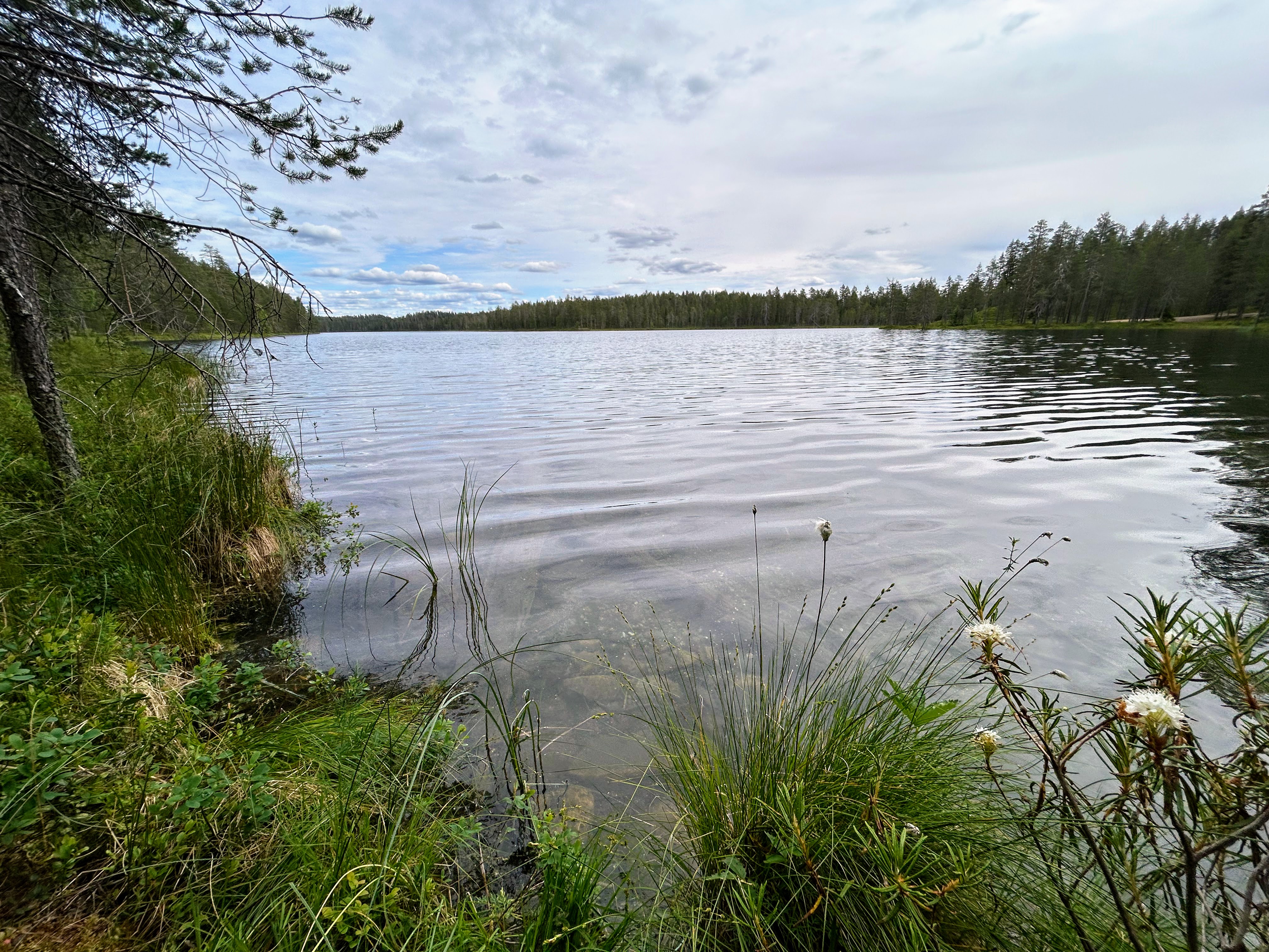 Uppotukkeja erottuu veden alta tässäkin kohtaa.