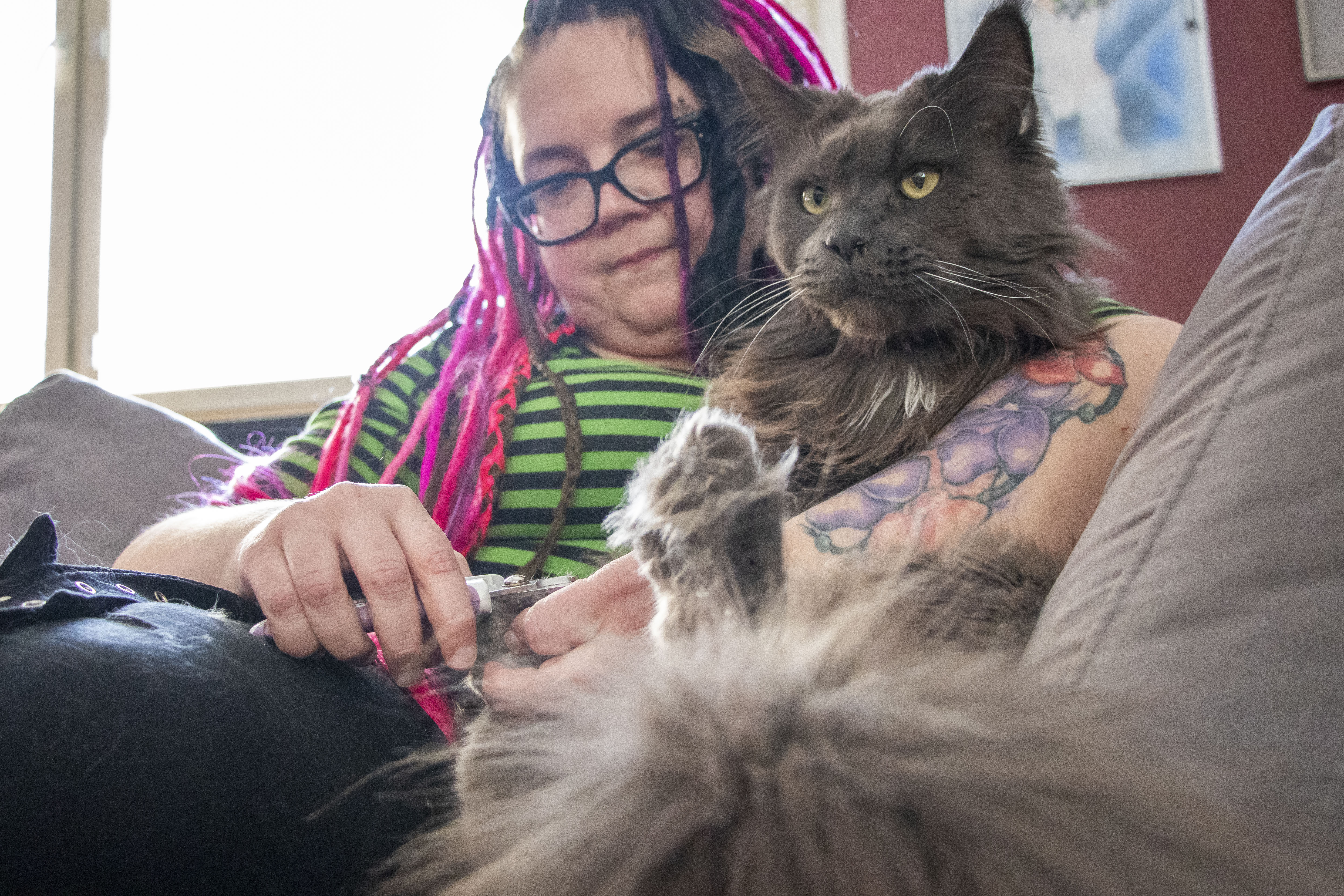 Tiedätkö millainen kissa on maine coon?