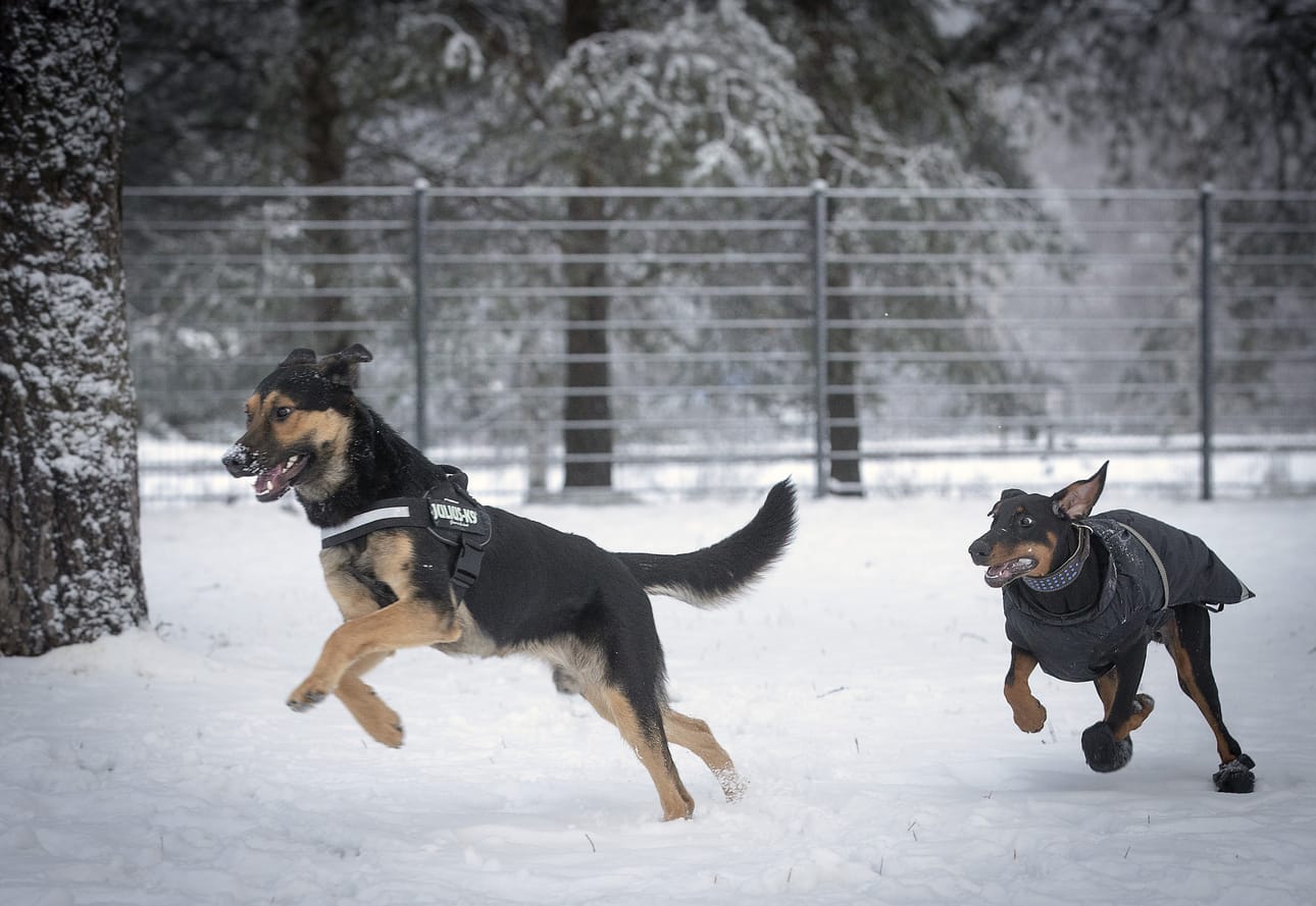 Oulun kaupungin alueella on useita koirapuistoja. Kuva Tuiran koirapuistosta.
