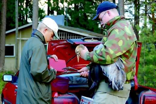 Matkalla hoitoon. Kurjenpoikaa rengastamassa Esa Aalto (vas.) ja Tuomo Jaakkonen.