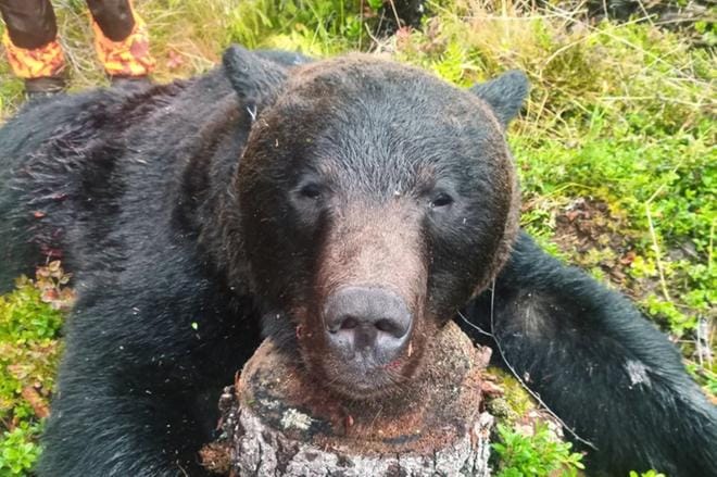 Alajärvi-Kuortane-Soini-Alavus-Ähtäri -alueella on kaadettu uroskarhu poikkeusluvalla tiistaiaamuna. Metsästysseuralla on jäljellä vielä yksi lupa karhunkaatoon. KUVA: KUORTANEEN METSÄSTYSSEURA RY