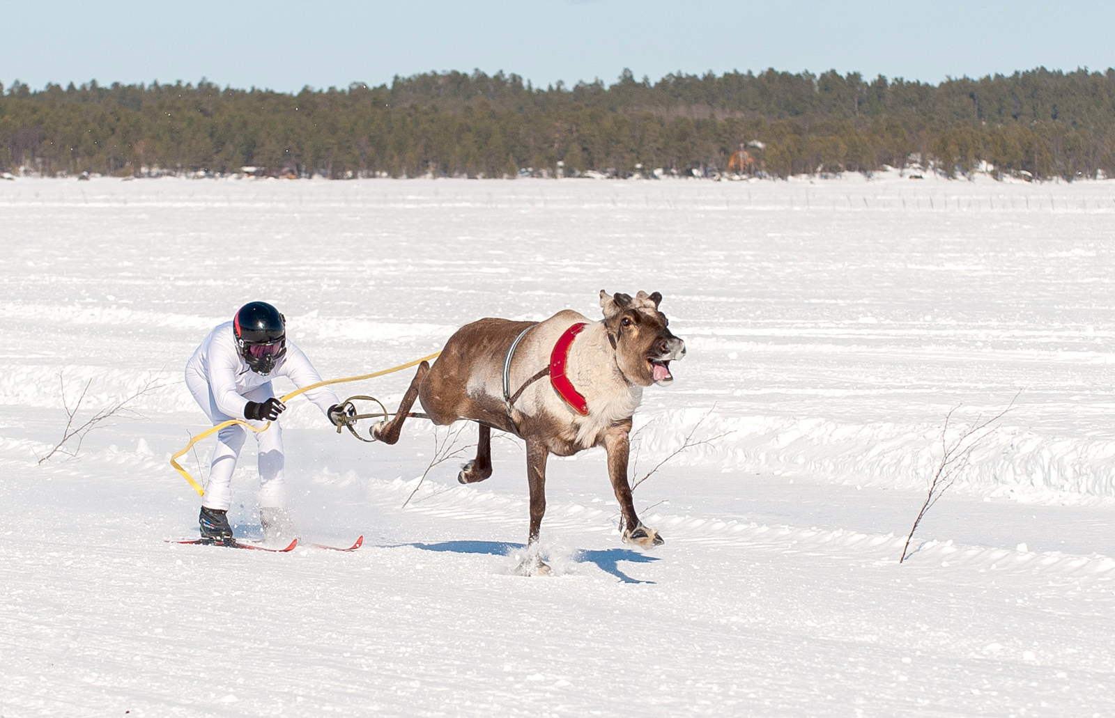 Viidenneksi kuumassa sarjassa sijoittunut Tummanopsa tulossa maaliin Inarin kuninkuusajoissa sunnuntaina Marko Tervaniemen ajamana.