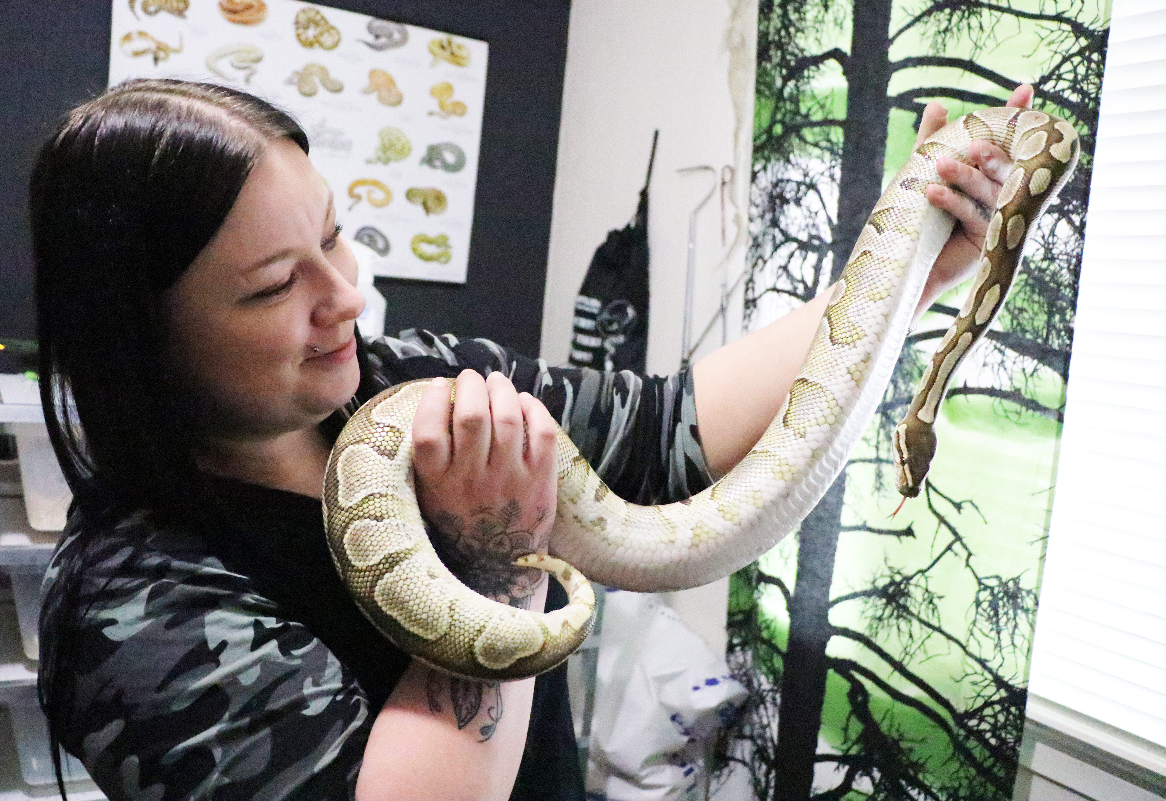 Enchi pastel. (vastasynnyttänyt)