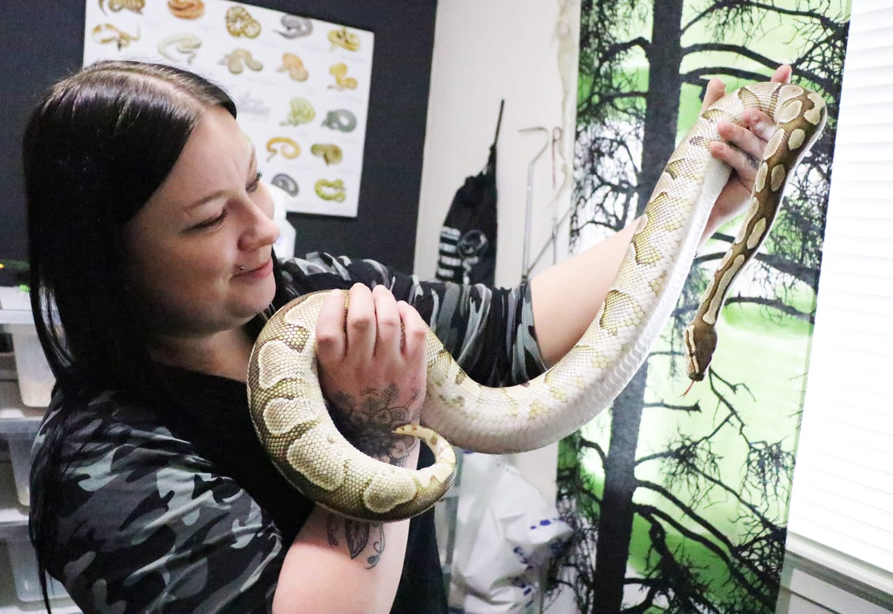 Enchi pastel. (vastasynnyttänyt)
