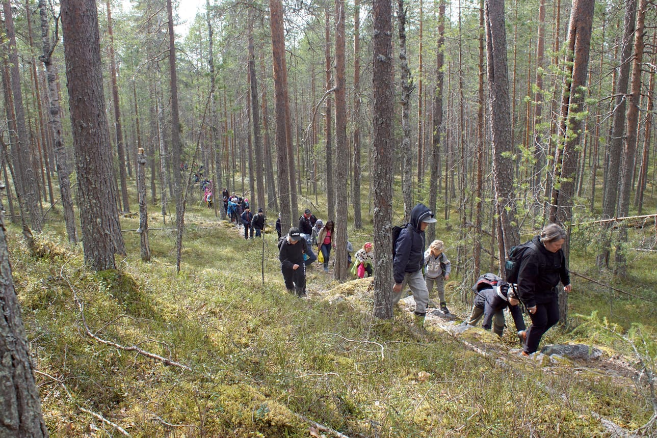 Opettaja Salme Luokkanen johdatteli Hirsikampuksen nelosluokkalaisten jonoa Kaunislammen aarnialueen männikössä viime viikon kevätretkellä.