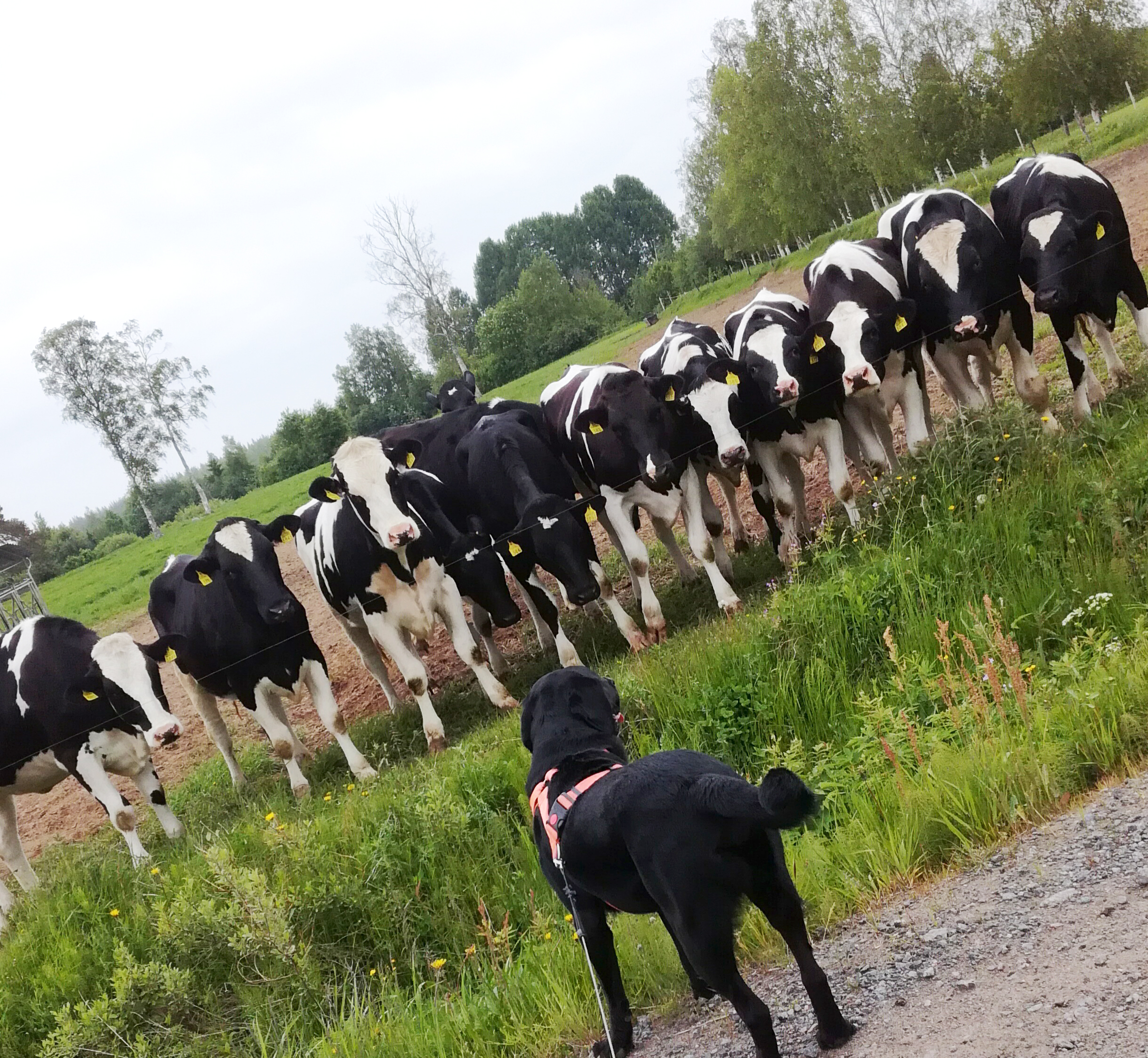 Tällä kuvalla tuli kisan voitto Saijalle, ylivoimaisella äänimäärällä.