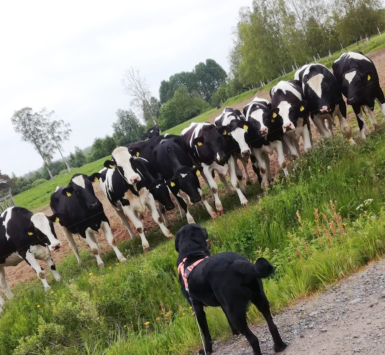 Tällä kuvalla tuli kisan voitto Saijalle, ylivoimaisella äänimäärällä.