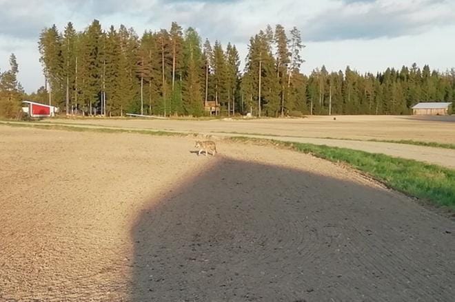 Useat asukkaat todistivat suden vierailun Mäkisentiellä Ilmajoen Pojanluomalla keskiviikkona. Tanja Takala kuvasi suden aivan lähellä kotipihaansa. KUVA: TANJA TAKALA