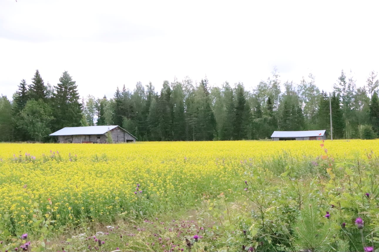 Missä sijaitsee tämä keltaisenaan hohtava pelto?