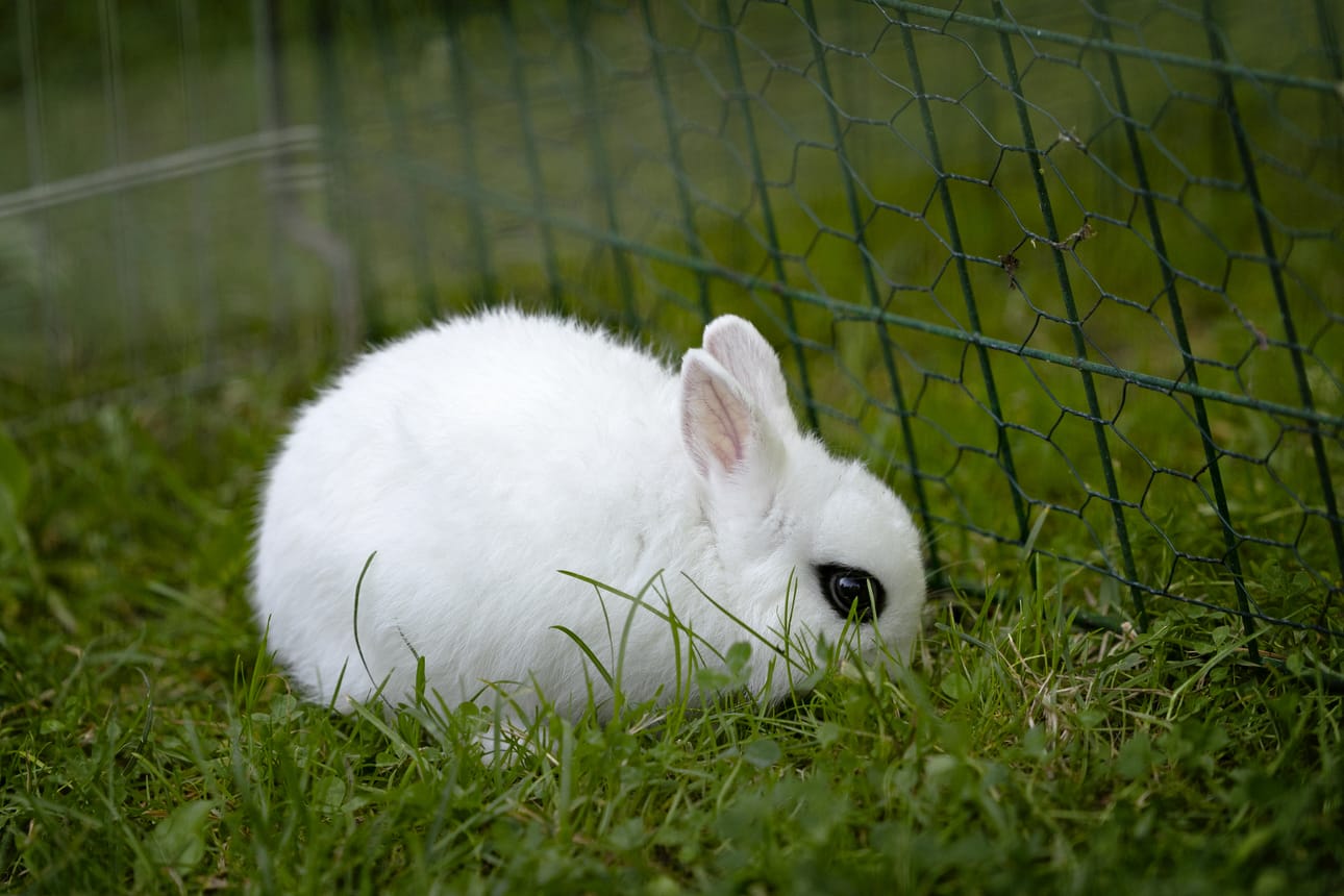 Kanin rotuun kuuluu valkoinen väri ja mustat silmänympärykset.