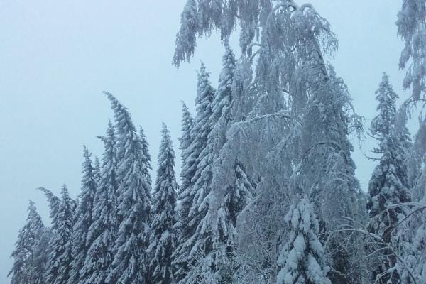 Ähtärissä Lehonkankaantien varrella oli alkuviikosta näkyvillä tykkylumikuormien tekemiä vahinkoja. KUVA: SAMPO PARVIAINEN