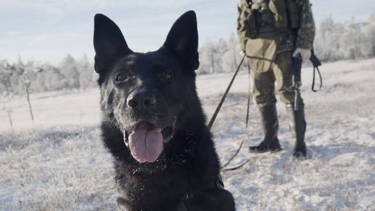 Saksanpaimenkoira Ego on vuoden sotakoira