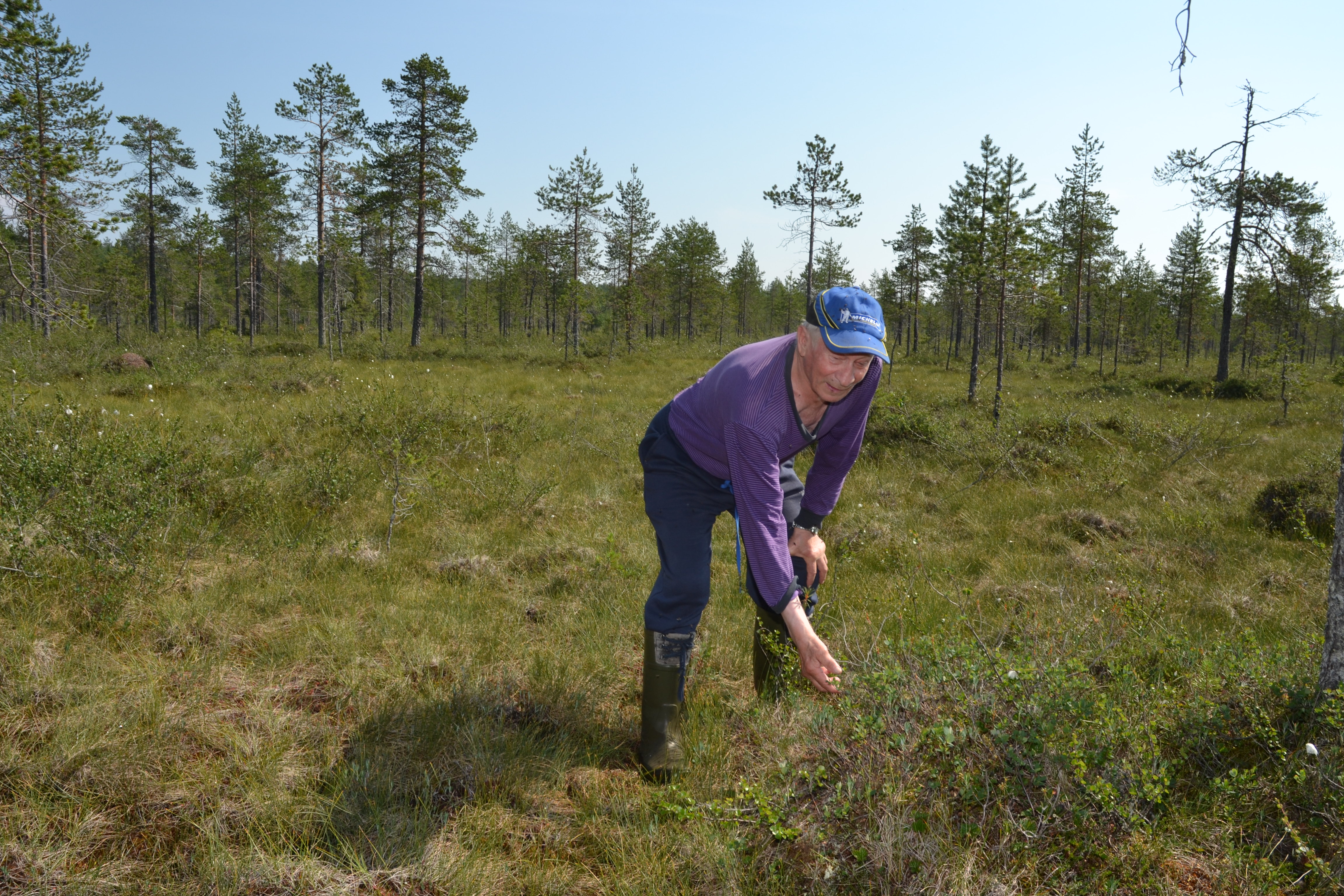 Olavi Haataja kävi tutustumassa hillasoihin tiistaina, mutta huonolta tilanne näytti.