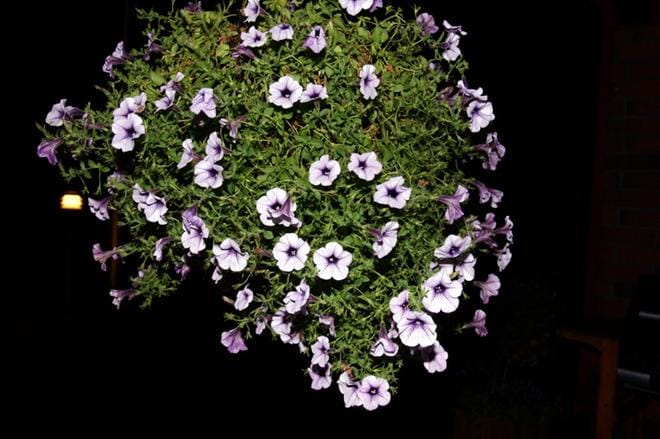Hiippari varasti pääoven edestä kaksi isoa valkoista petunia-amppelia. Arkistokuva