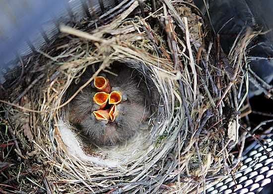 Lintukirppuja on erityisesti linnunpesien lähellä.