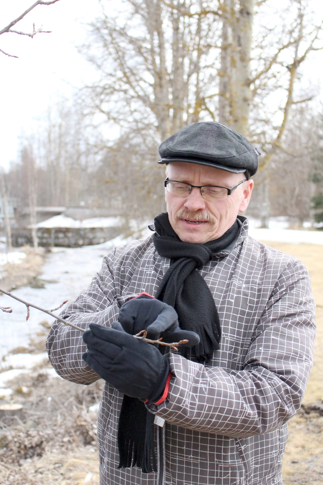 Kyllä ne silmut vielä lehdiksi puhkeavat, Ojanperä lohduttaa kevättä kaipailevia.