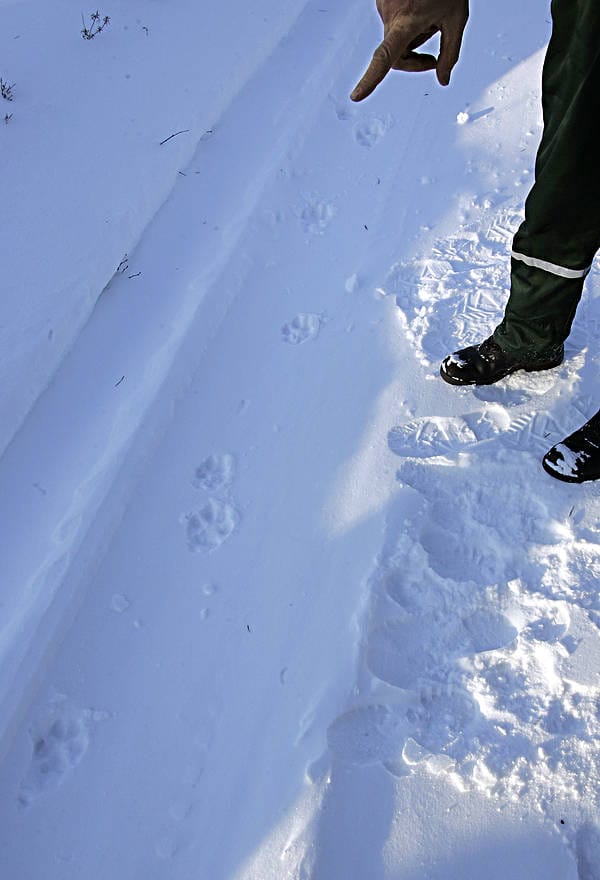 Metsästäjät löysivät Kainuun piirin alueelta 103 suden jäljet.