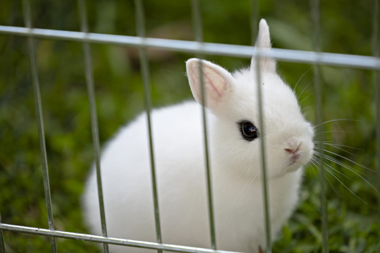 Rodulle on tyypillistä valkoinen väri ja mustat silmänympärykset. Kuvan kani ei ole vielä täysi-ikäinen.