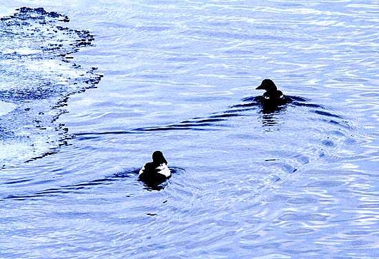 Telkkä eli Sotka on tärkeä lintu Kalevalassa.