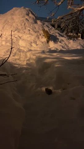 Utelias kesy kettu Oulussa pyykösjärvellä