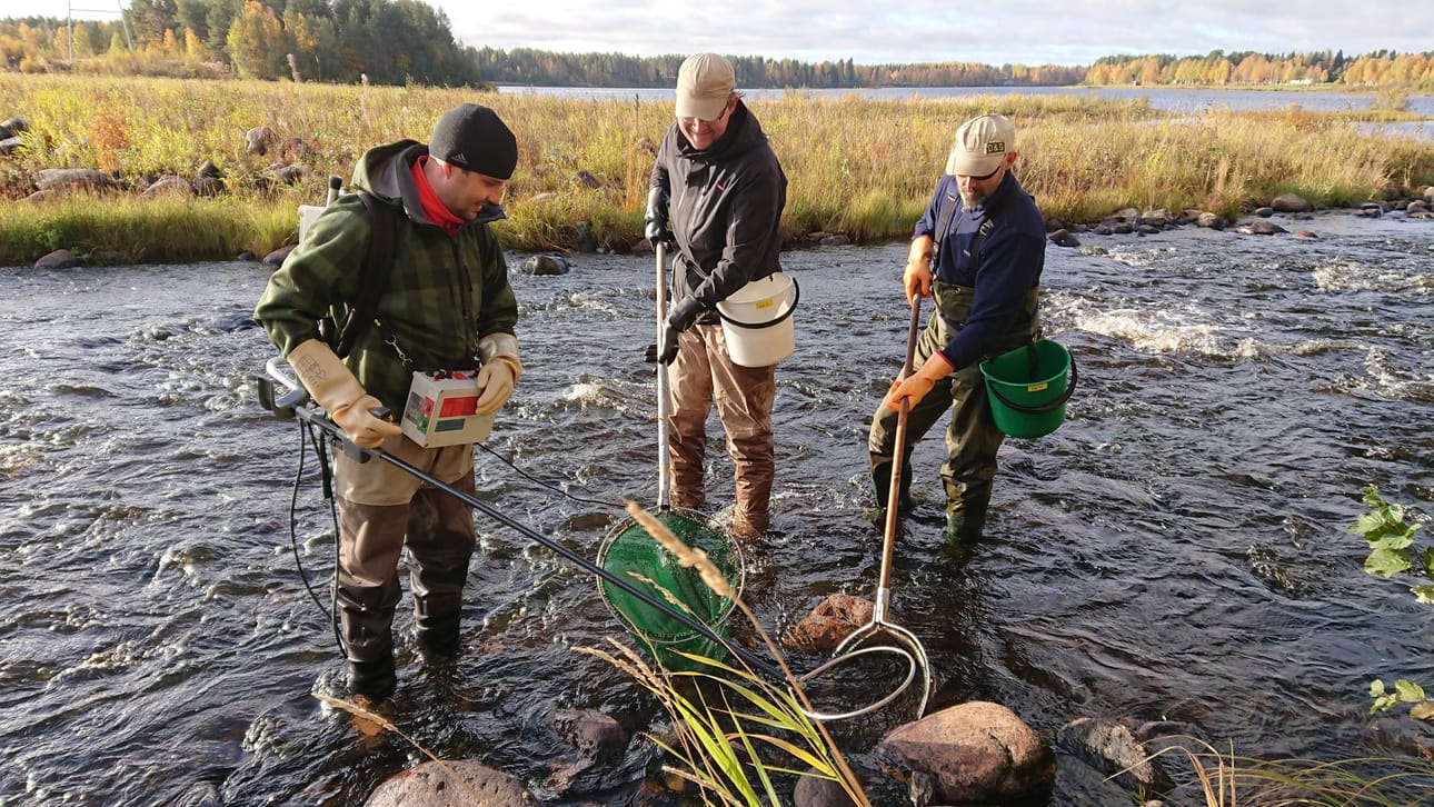 Sähkökalastusta Iijoen vanhassa luonnonuomassa. Kuvissa tutkimusassistentti Mikko Jaukkuri Luonnonvarakeskuksesta, ympäristöasiantuntija Jyrki Salo PVO-Vesivoima Oy:sta ja Henri Kylli Osuuskunta Team Kalasta.