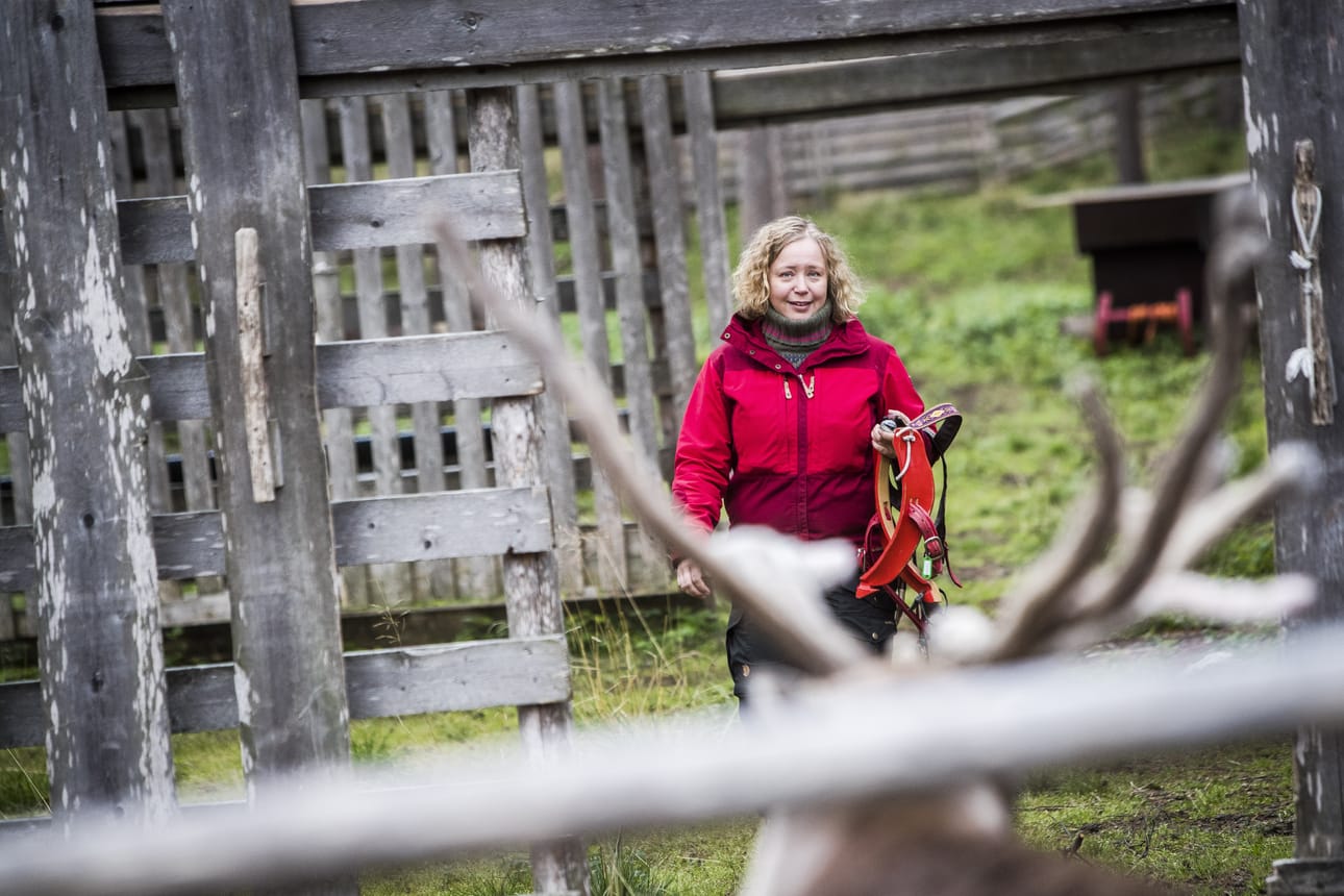 Porotöiden syksyn sesonki on alkamassa maastossa. Sen jälkeen Miia Merkulle koittaa vielä talven matkailusesonki porojen parissa. Hän on Napapiirillä sijaitsevan Arctic Reindeer -ohjelmapalveluporotilan yrittäjä.