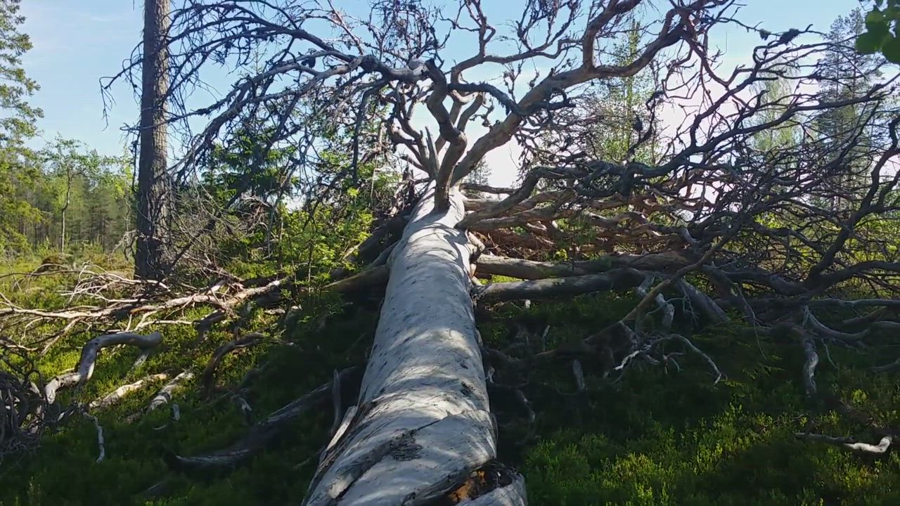 Rauhoitetulla männyllä kerrotaan olevan ikää noin 300 - 400 vuotta,pituutta 22 metriä,halkaisija n. 1,20 cm. Pystyyn jäi n. 3 metrin kanto kaatuessaan metsään päin, oksiensa varaan ihailtavaksi ajan kulkua maailmassa.