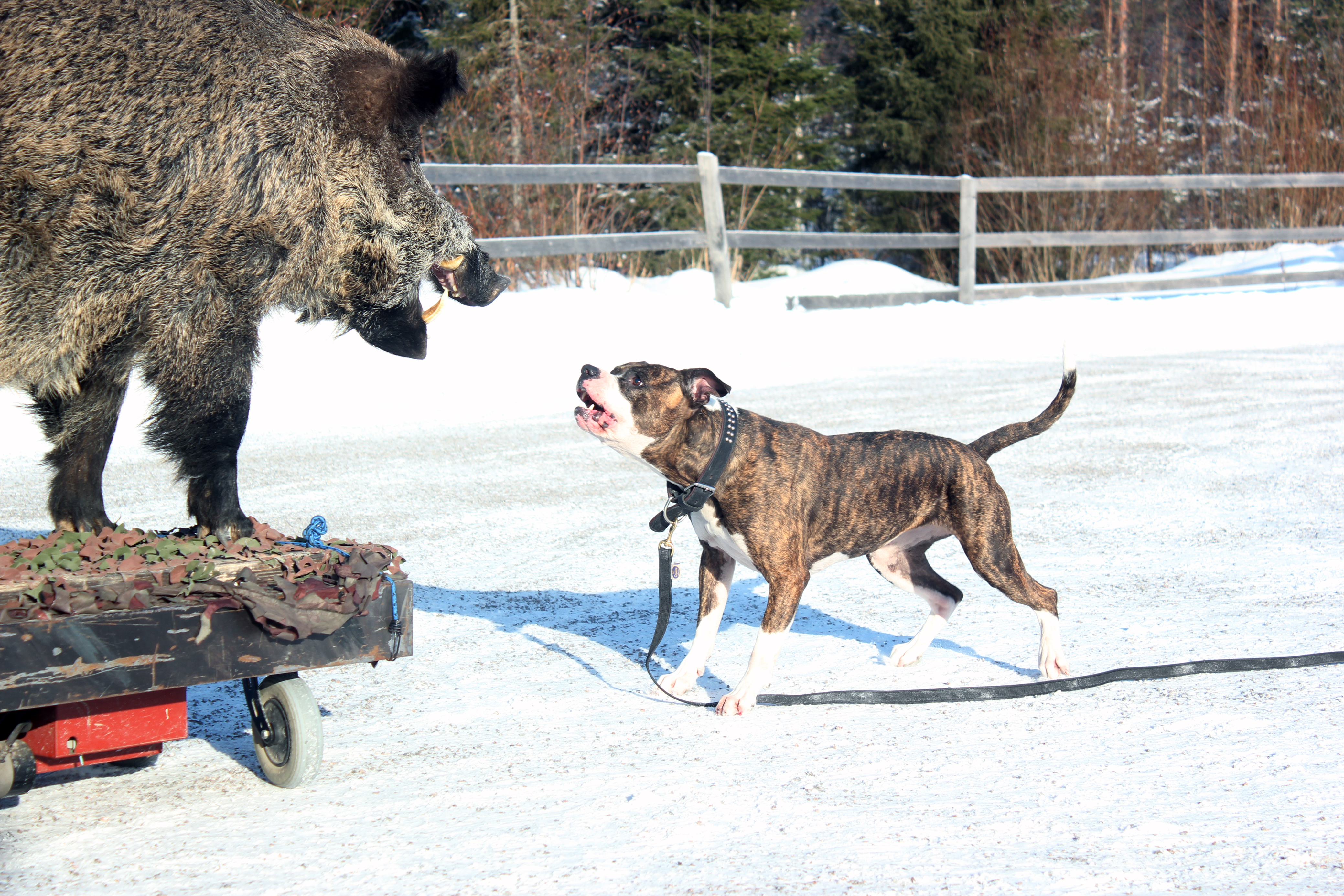 Nina Kuusiston ja Riku Eilolan amerikanbulldog Diiva oli vähällä käydä kiinni 250-kiloiseen villisikaan.