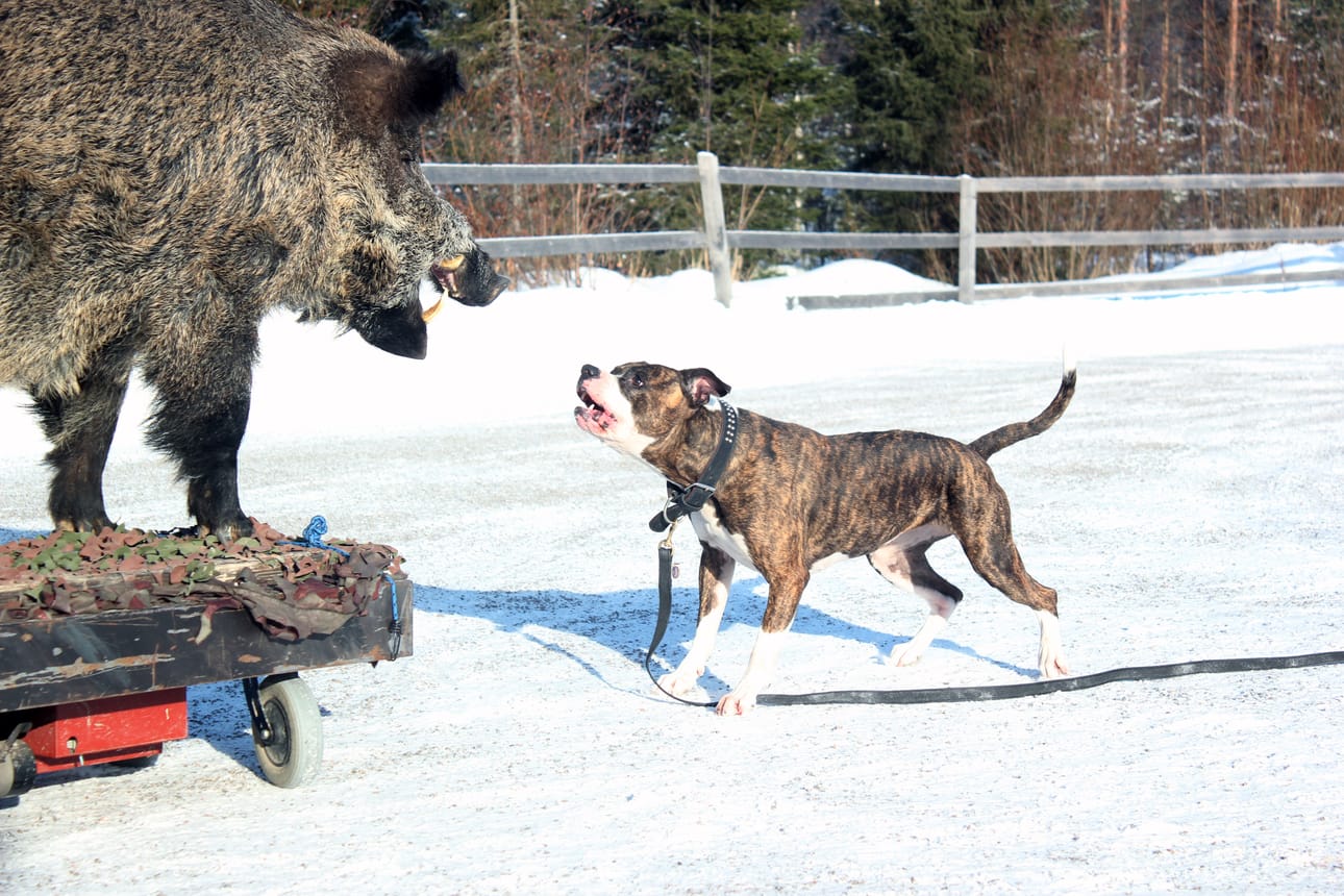 Nina Kuusiston ja Riku Eilolan amerikanbulldog Diiva oli vähällä käydä kiinni 250-kiloiseen villisikaan.