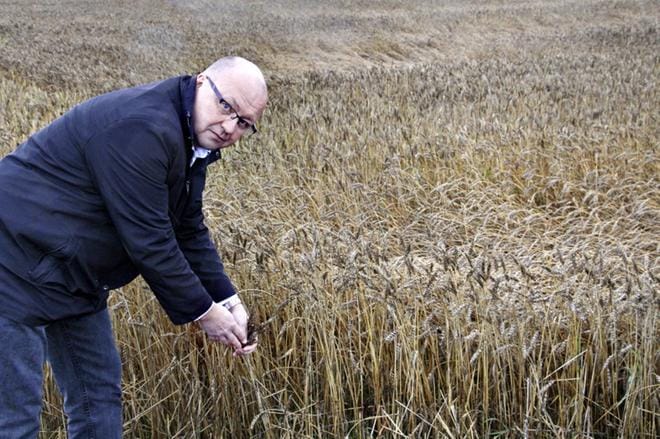 Kurikan maaseutupäällikkö Reijo Hämäläinen poikkesi työmatkallaan toteamassa kurikkalaisen kevätvehnäpellon tämänsyksyisen surullisen tilanteen. KUVAT: ARTO TAKALAMPI
