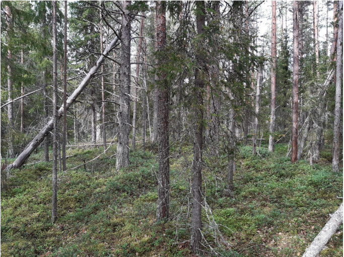 Uusi luonnonsuojelualue Kuusamoon – Nokia antoi omastaan ja lopulta valtio tuplaa alueen