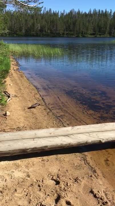 Minkkiemo hakee poikasensa turvaan