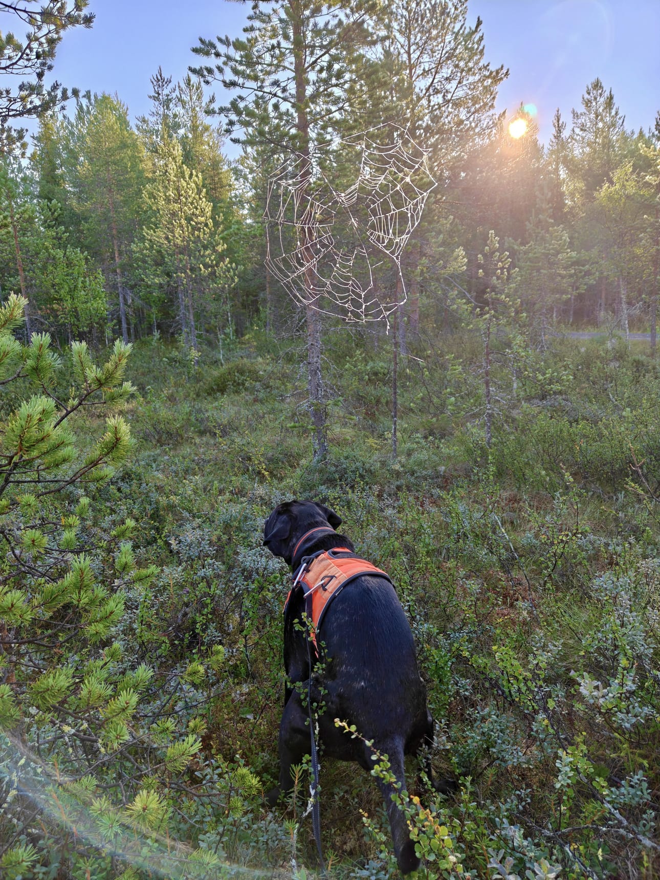 Hieno huurteinen hämähäkinseitti keskellä heinäkuuta piristi aamua.