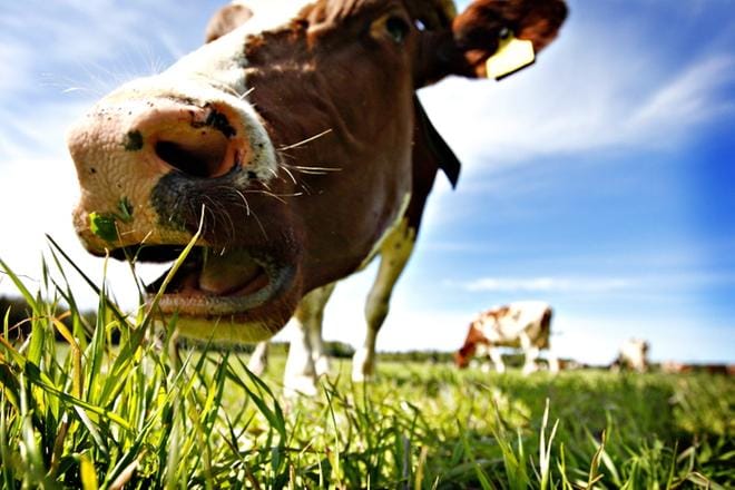 Merkittävimpinä teemoina MTK:n syksyn laajalla kokouskierroksella ovat ilmastokysymykset ja hallitusohjelmakirjaukset, mutta myös markkinakysymykset ja niihin vaikuttaminen. KUVA: JENNI LATVA