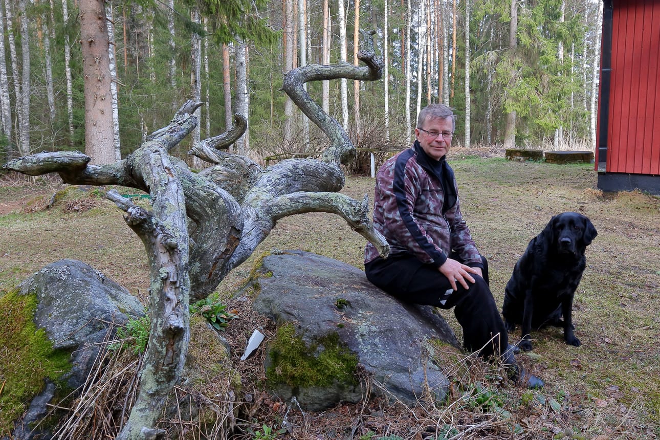 Tapio Isokoski viihtyy metsän ympäröimänä. Hän on pienestä pitäen kasvanut liikkumiseen. Paikallaan oleminen on puoliksi inarinsaamelaiselle Tapiolle vähän vaikeaa. Pihaa koristava komea, vänkkyräinen kelokarahka on tietenkin Lapista.