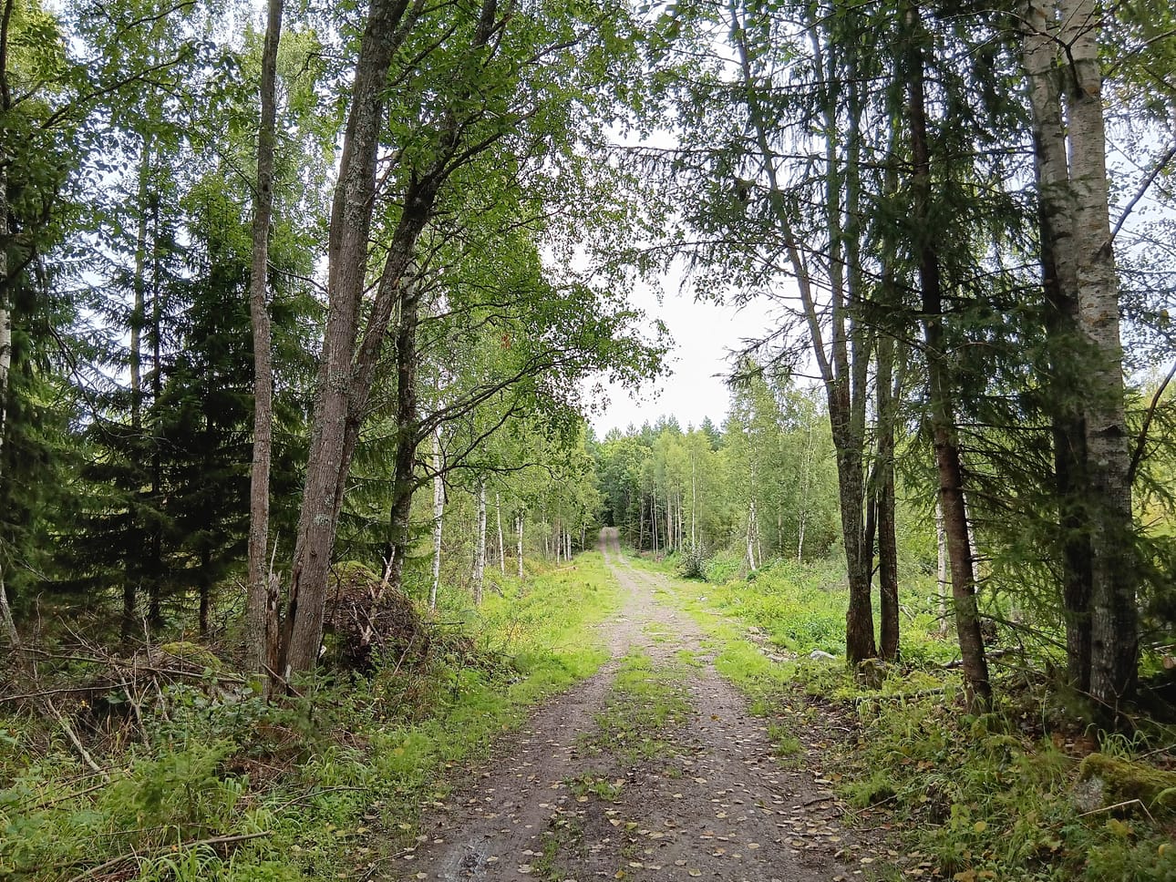 Reitti takaisin autolle kaunista metsätietä pitkin. Metsässä kuulee mustikka-aikaan lintujen lauluakin.