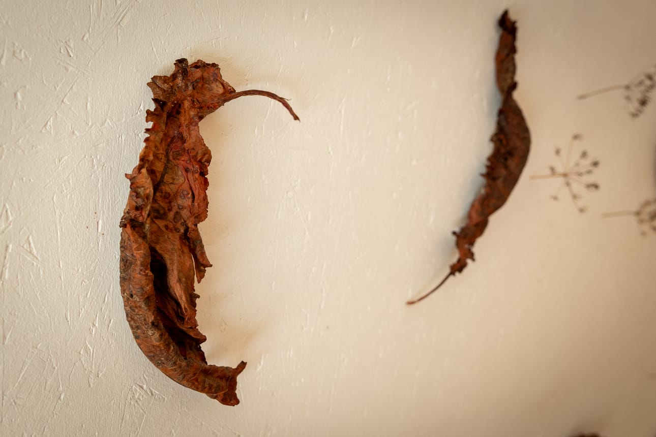 Luonto jää -näyttelyn kakkoshuoneen otsikko on Luonto taiteilijana. Kuvassa on yksityiskohta Anni Rapinojan teoksesta Iljanan Markun navetan takana. Taiteilijat ovat hevonhierakka, koiranputki ja piharatamo.